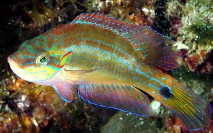 Symphodus ocellatus_00006